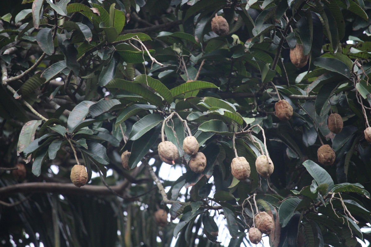 Vateria copallifera (Retz.) Alston